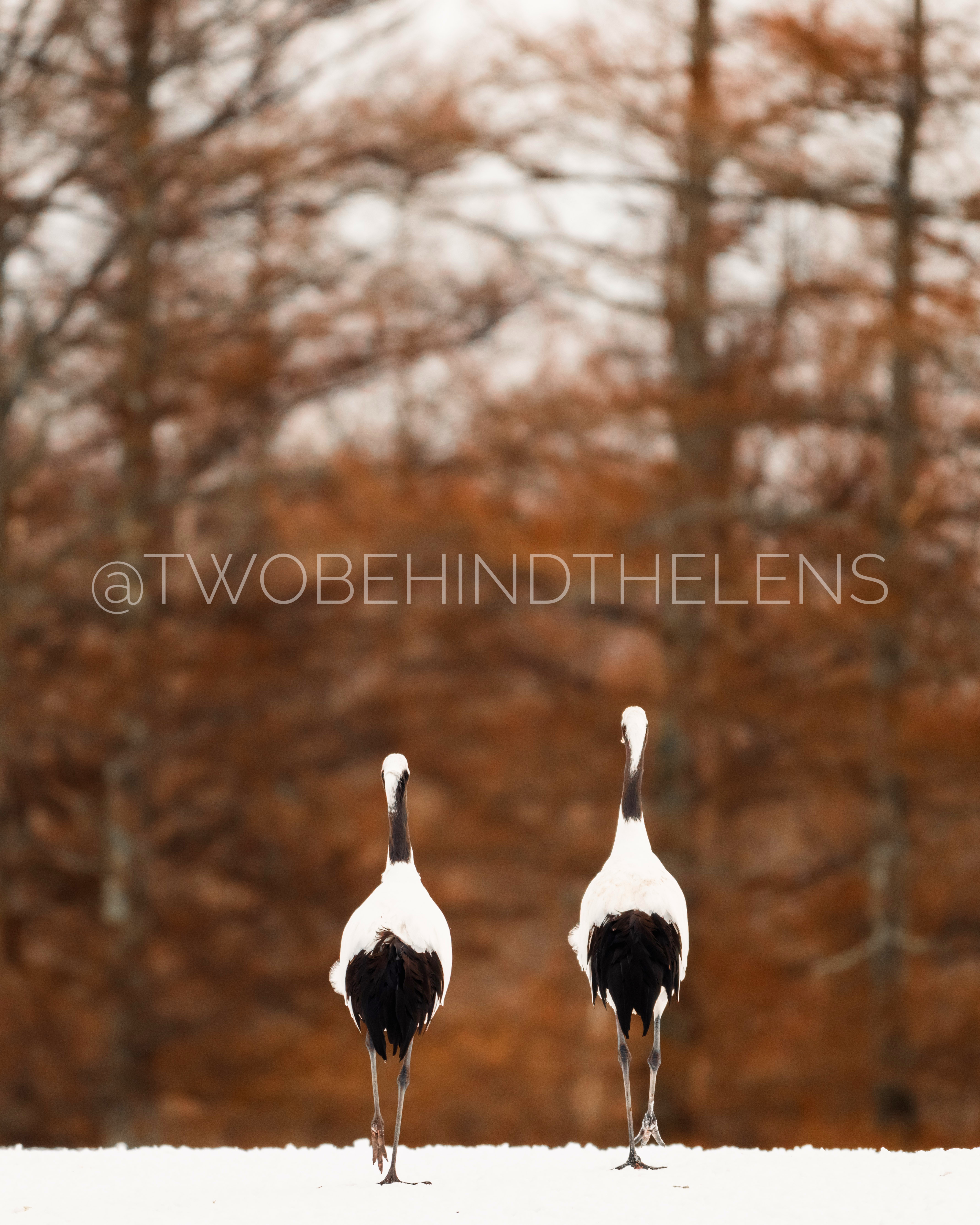 Wildlife Print 13